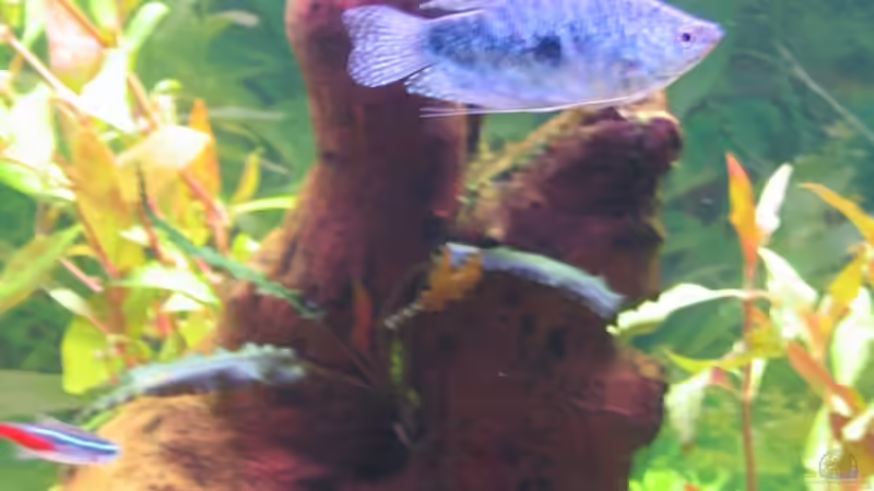 Besatz im Aquarium Becken 13278 von Florian Junker (11)