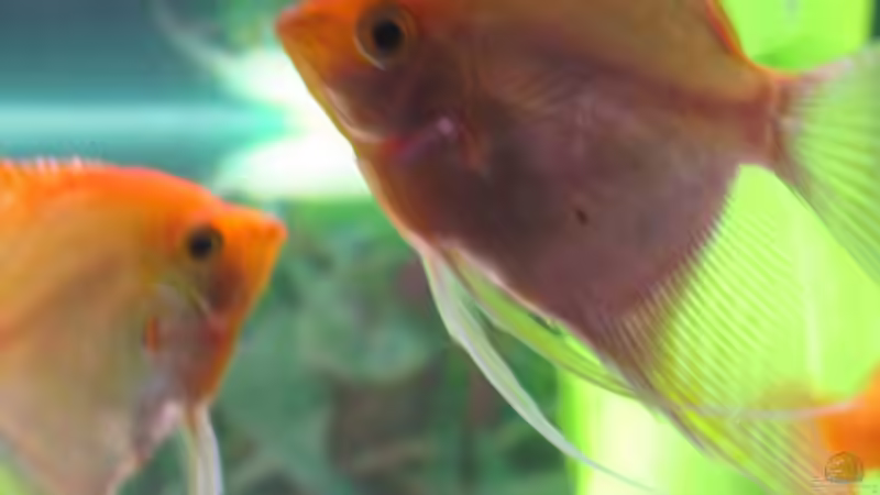 Besatz im Aquarium Becken 13278 von Florian Junker (12)