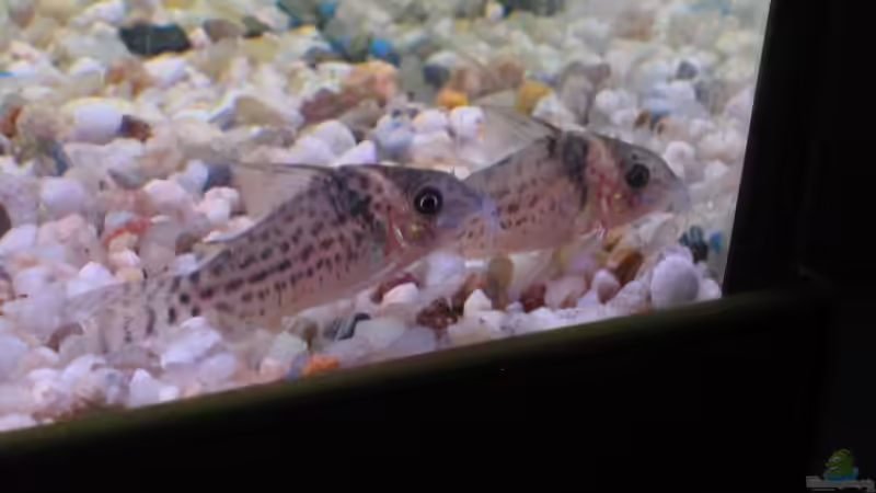 Besatz im Aquarium Becken 13278 von Florian Junker (5)