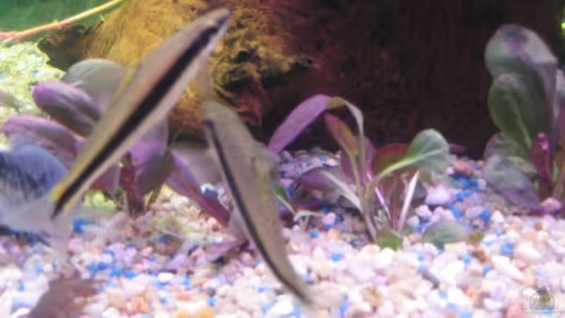 Besatz im Aquarium Becken 13278 von Florian Junker (7)