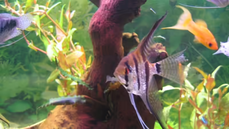 Besatz im Aquarium Becken 13278 von Florian Junker (8)