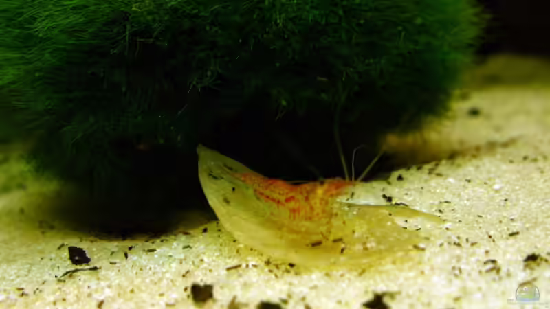 Besatz im Aquarium Becken 13283 von zebrablauweiss (2)