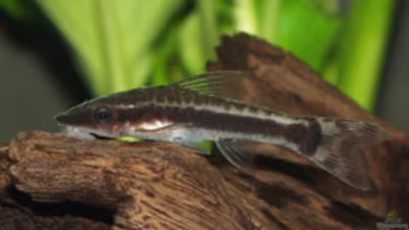 Besatz im Aquarium Becken 13283 von zebrablauweiss (4)