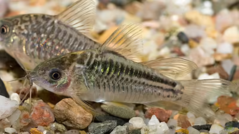 Besatz im Aquarium Becken 13283 von zebrablauweiss (5)