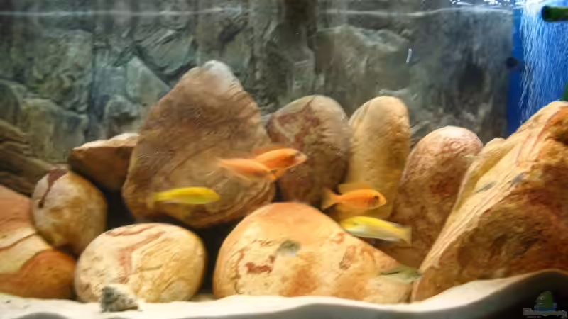 Besatz im Aquarium Becken 13321 von Kleener Stinker (10)