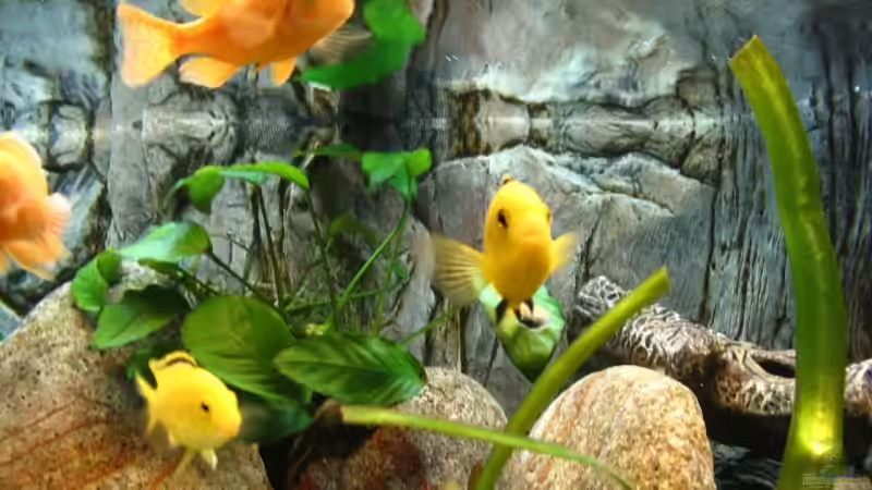 Besatz im Aquarium Becken 13321 von Kleener Stinker (11)