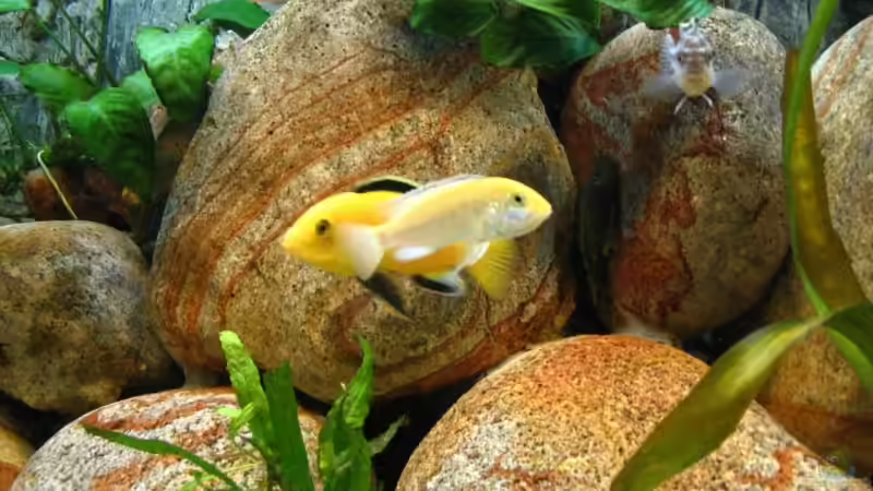 Besatz im Aquarium Becken 13321 von Kleener Stinker (12)