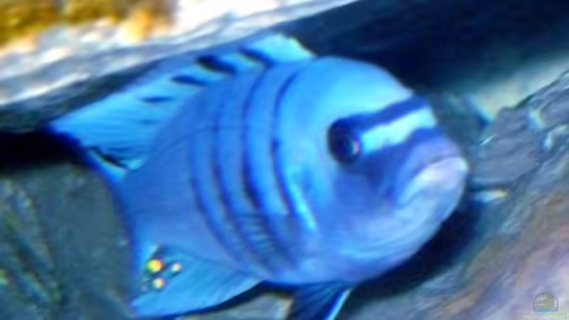 Besatz im Aquarium Becken 1333 von Malawis zu Verkaufen (14)