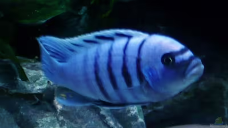 Besatz im Aquarium Becken 1333 von Malawis zu Verkaufen (15)