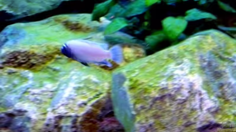 Besatz im Aquarium Becken 1333 von Malawis zu Verkaufen (16)