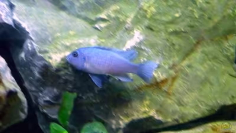 Besatz im Aquarium Becken 1333 von Malawis zu Verkaufen (17)