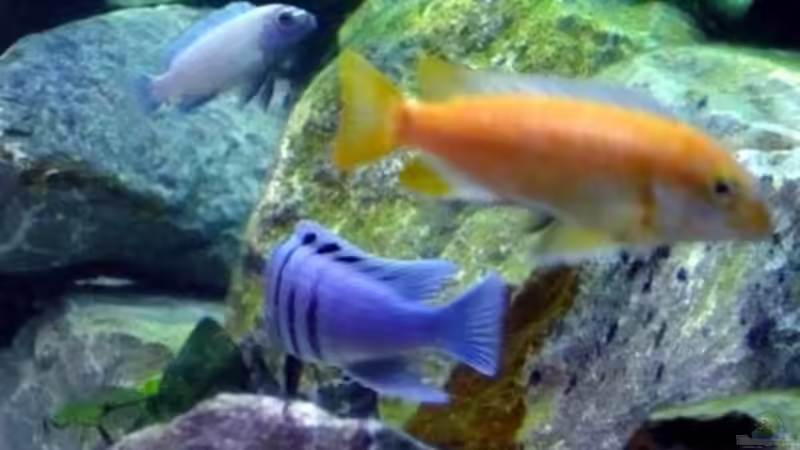 Besatz im Aquarium Becken 1333 von Malawis zu Verkaufen (18)