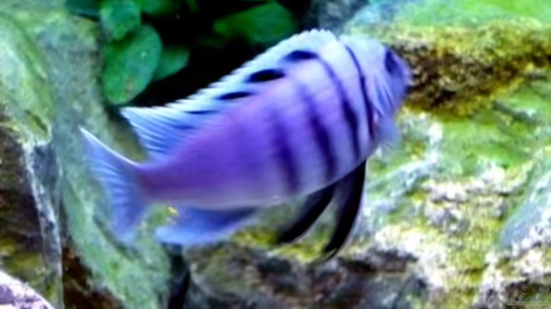 Besatz im Aquarium Becken 1333 von Malawis zu Verkaufen (19)