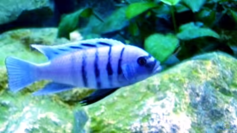 Besatz im Aquarium Becken 1333 von Malawis zu Verkaufen (20)