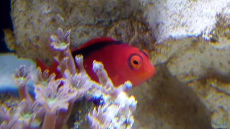 Besatz im Aquarium Becken 13332 von Kadijah (5)