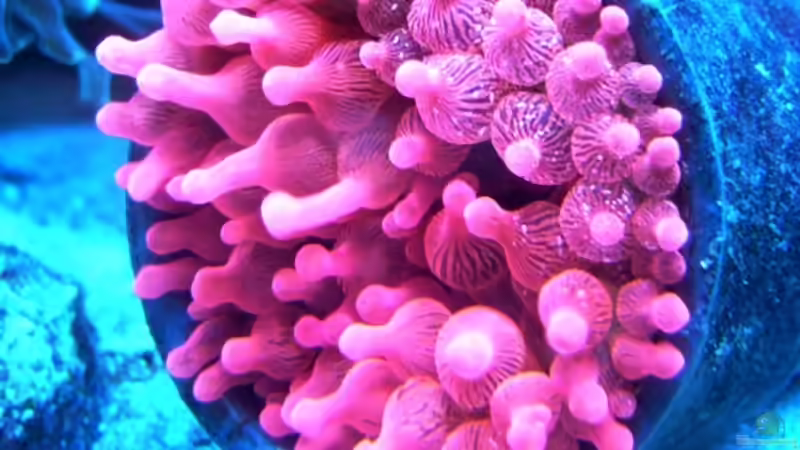 Besatz im Aquarium Becken 13332 von Kadijah (6)