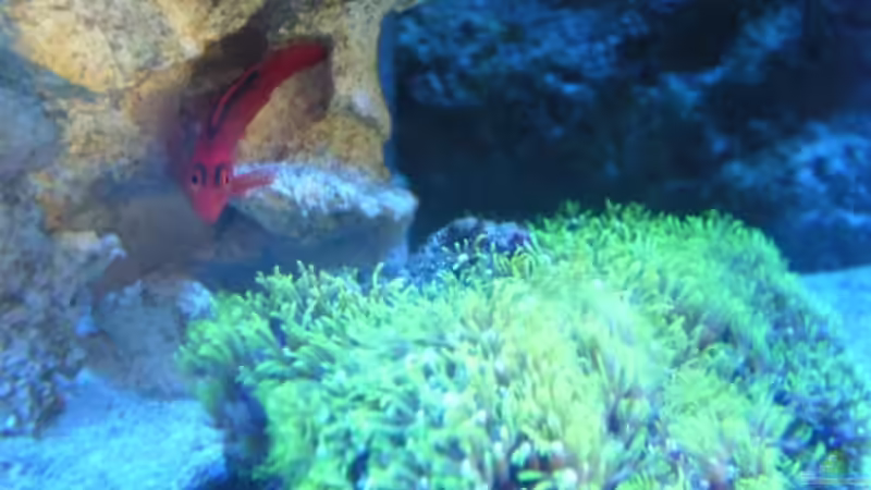 Besatz im Aquarium Becken 13332 von Kadijah (8)