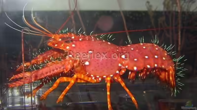 Besatz im Aquarium Becken 1335 von Felipe Palmer (13)