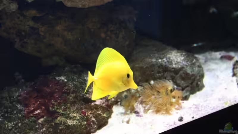 Besatz im Aquarium Becken 13350 von Marco Vasev (23)