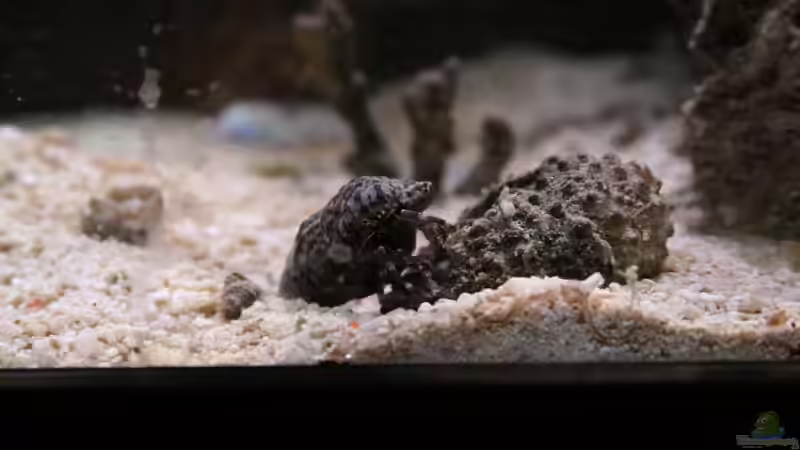 Besatz im Aquarium Becken 13350 von Marco Vasev (24)