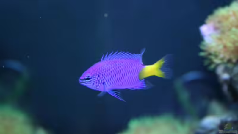 Besatz im Aquarium Becken 13350 von Marco Vasev (25)