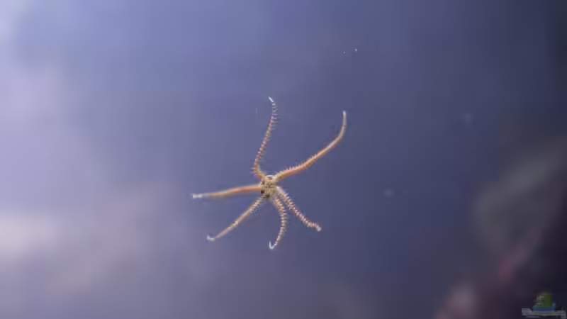 Besatz im Aquarium Becken 13350 von Marco Vasev (28)