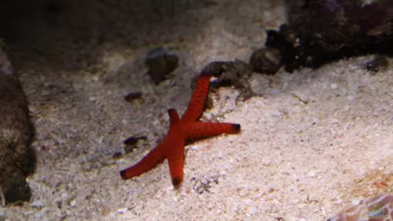 Besatz im Aquarium Becken 13350 von Marco Vasev (29)
