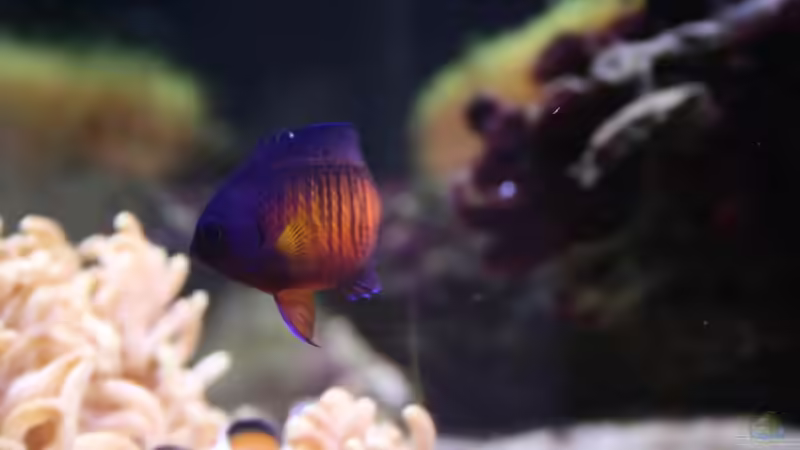 Besatz im Aquarium Becken 13350 von Marco Vasev (31)