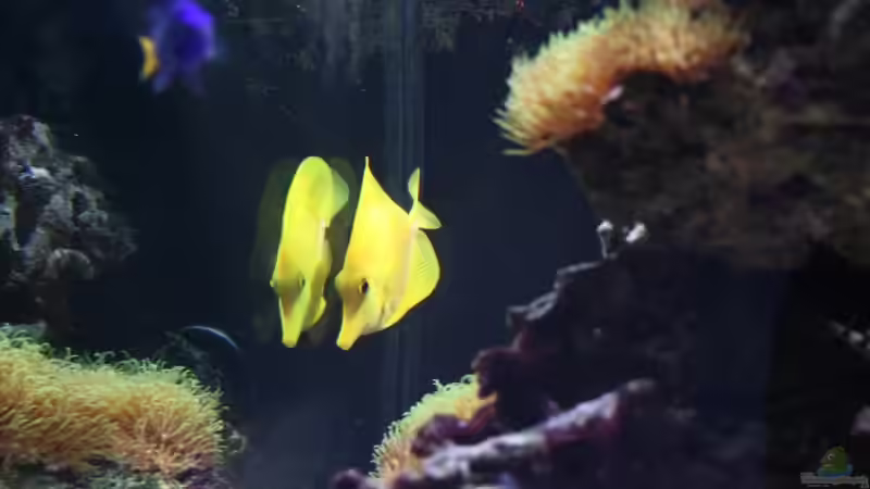 Besatz im Aquarium Becken 13350 von Marco Vasev (32)