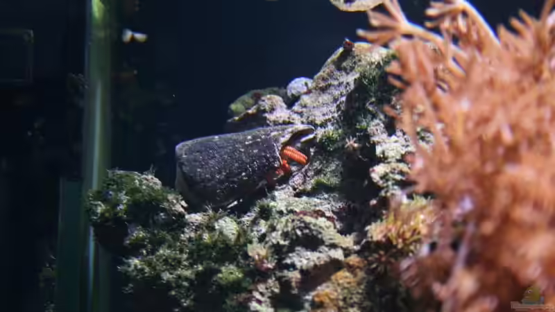 Besatz im Aquarium Becken 13350 von Marco Vasev (34)