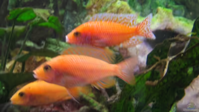 Besatz im Aquarium Becken 13353 von Günter Bosbach (6)