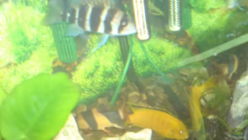 Besatz im Aquarium Becken 13399 von Christian Bäcker (10)