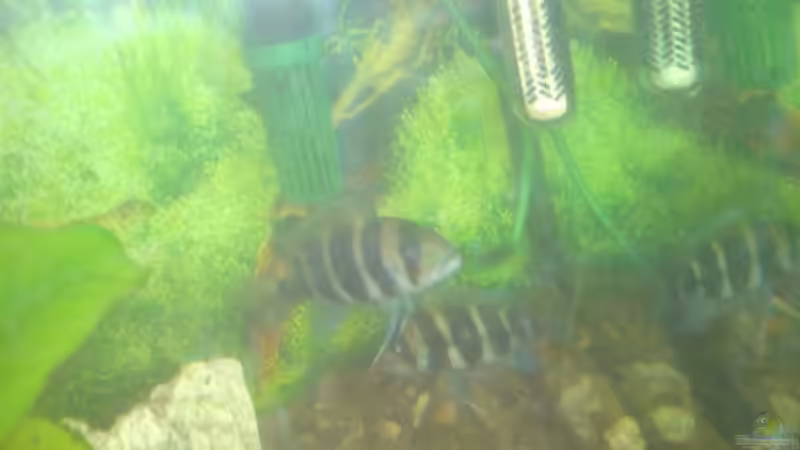 Besatz im Aquarium Becken 13399 von Christian Bäcker (11)