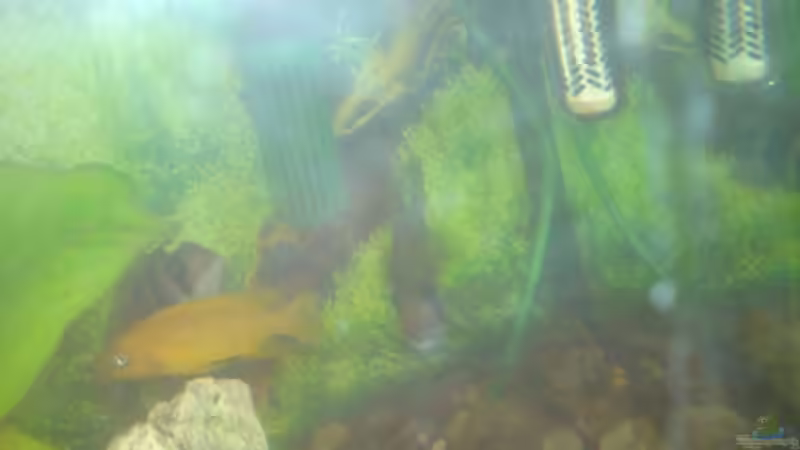 Besatz im Aquarium Becken 13399 von Christian Bäcker (12)