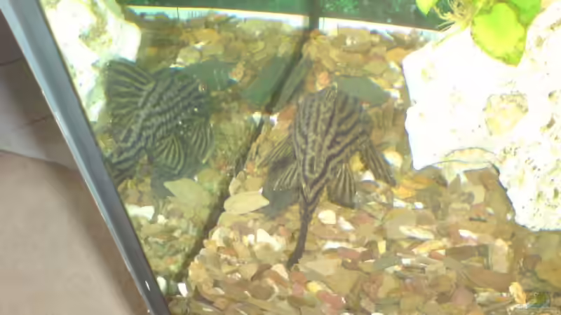 Besatz im Aquarium Becken 13399 von Christian Bäcker (13)