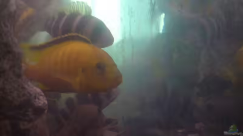 Besatz im Aquarium Becken 13399 von Christian Bäcker (7)