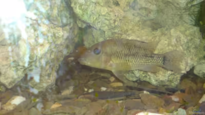 Besatz im Aquarium Becken 13399 von Christian Bäcker (9)