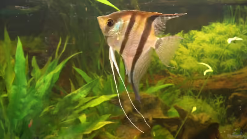 Besatz im Aquarium Becken 1344 von VL (14)