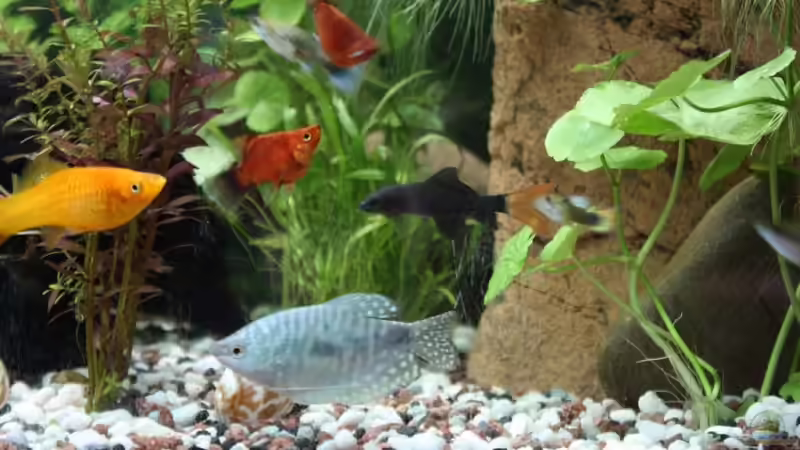 Besatz im Aquarium Becken 13460 von Sabrina Mertes (13)