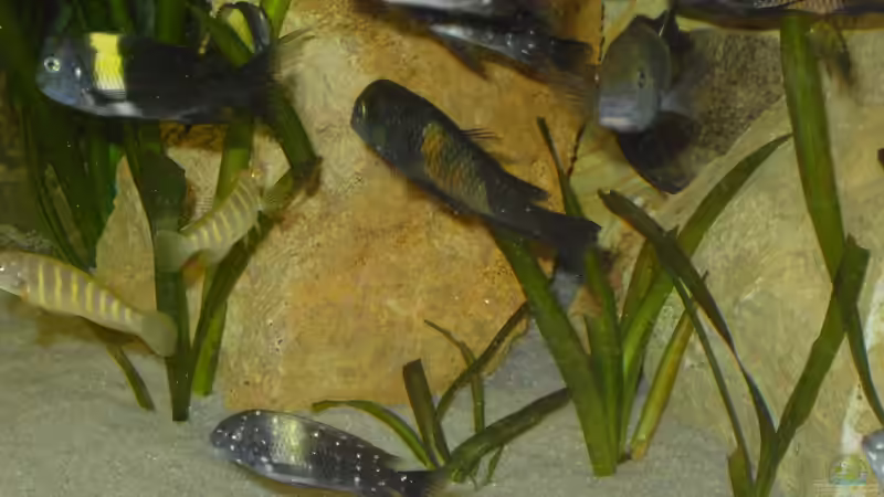 Besatz im Aquarium Becken 1350 von Enrico Pinkert (13)