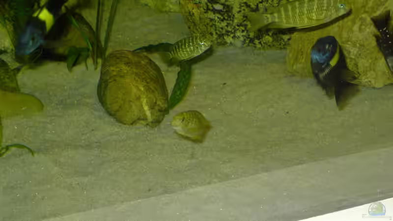 Besatz im Aquarium Becken 1350 von Enrico Pinkert (14)