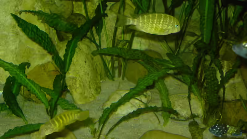 Besatz im Aquarium Becken 1350 von Enrico Pinkert (15)