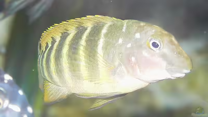 Besatz im Aquarium Becken 1350 von Enrico Pinkert (16)