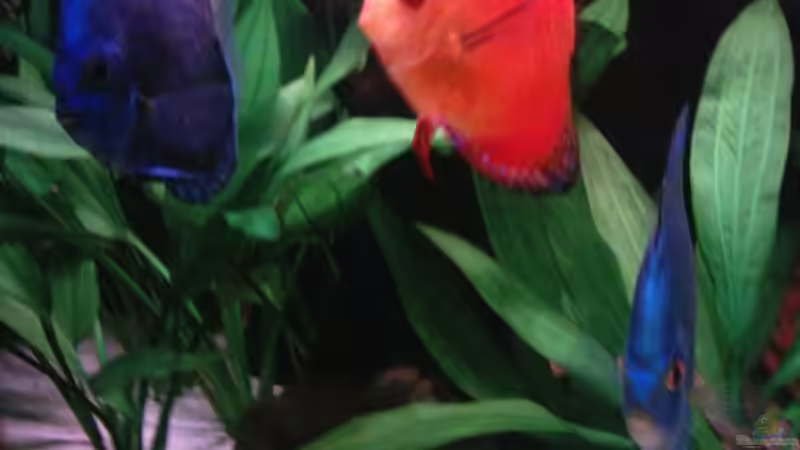 Besatz im Aquarium Becken 13511 von Uwe Hein (10)