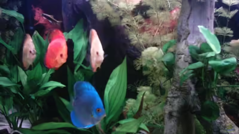 Besatz im Aquarium Becken 13511 von Uwe Hein (13)