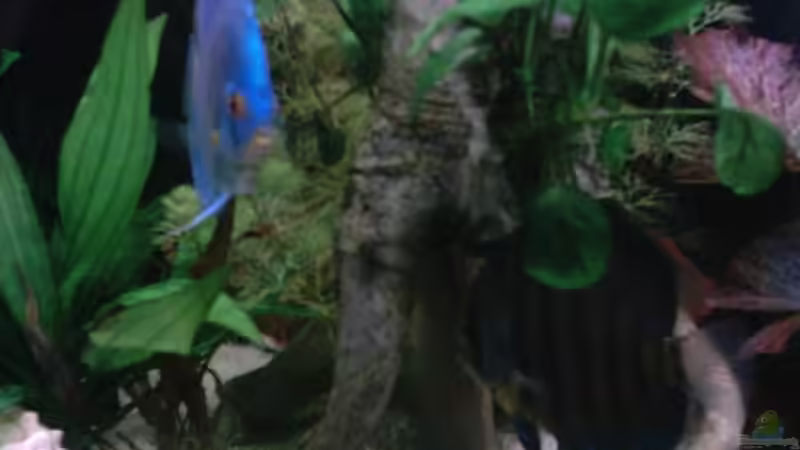 Besatz im Aquarium Becken 13511 von Uwe Hein (14)