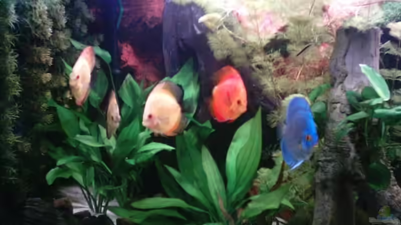 Besatz im Aquarium Becken 13511 von Uwe Hein (15)