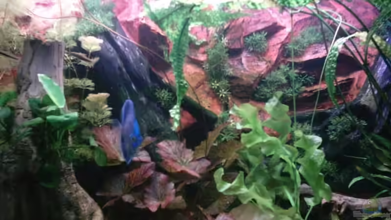 Besatz im Aquarium Becken 13511 von Uwe Hein (16)