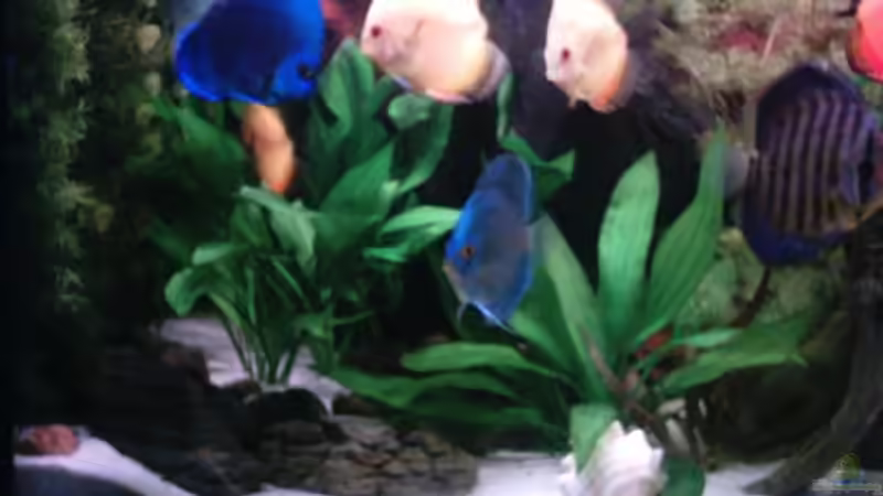 Besatz im Aquarium Becken 13511 von Uwe Hein (7)