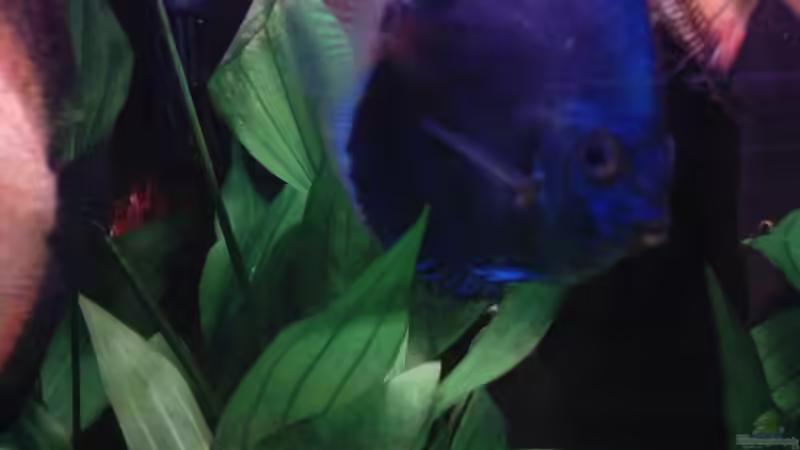 Besatz im Aquarium Becken 13511 von Uwe Hein (8)